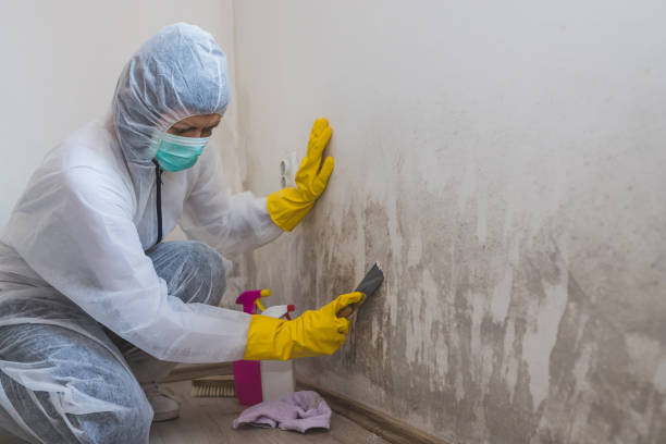 Best Certified Mold Removal  in Griswold, IA