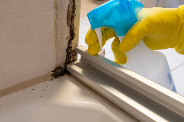 Best Local Mold Removal Service  in Griswold, IA