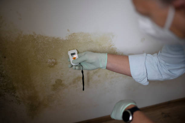 Attic Mold Removal in Griswold, IA