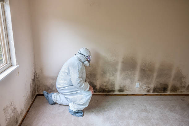 Best Mold Inspection  in Griswold, IA