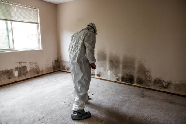 Best Toxic Mold Removal  in Griswold, IA