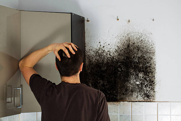 Best Black Mold Removal  in Griswold, IA