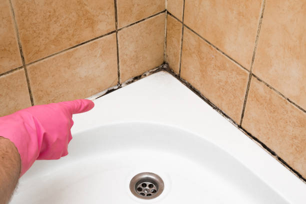 Home Mold Removal in Griswold, IA